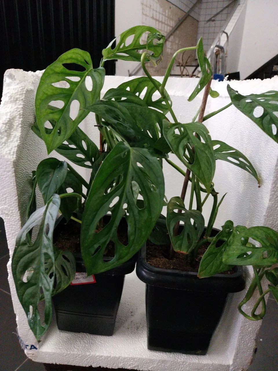 Vasos de Costela de Eva (Monstera Adansonii) (ver descrição) - Foto 3