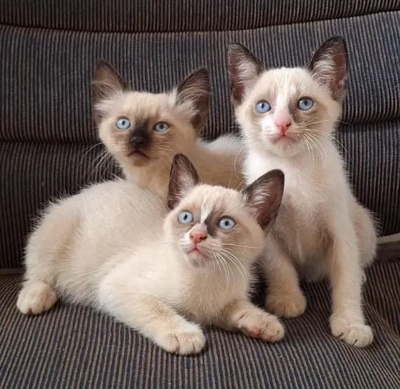 Lindos filhotes de Siamês com olhos azuis!