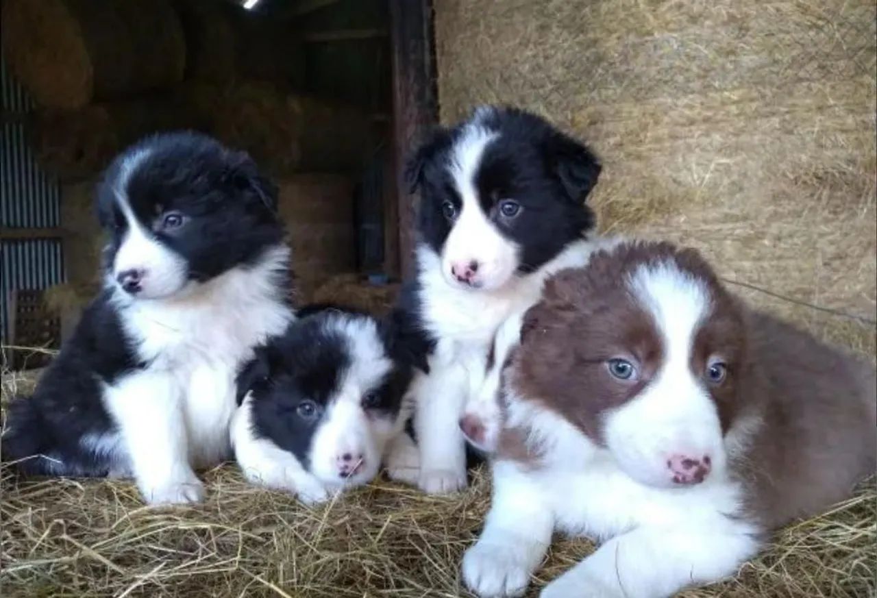 Filhotes Border Collie  - Foto 5