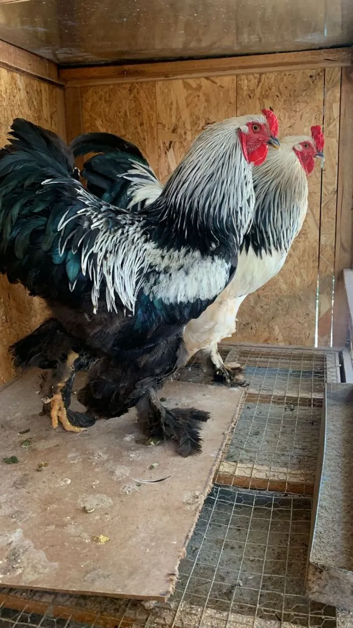 Casal Brahma Dark