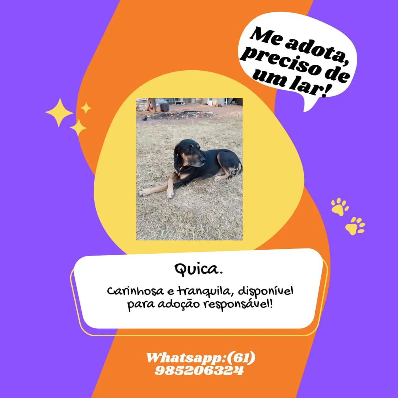Cachorra para adoção, Quica precisa de um lar! Cachorra dócil e tranquila
