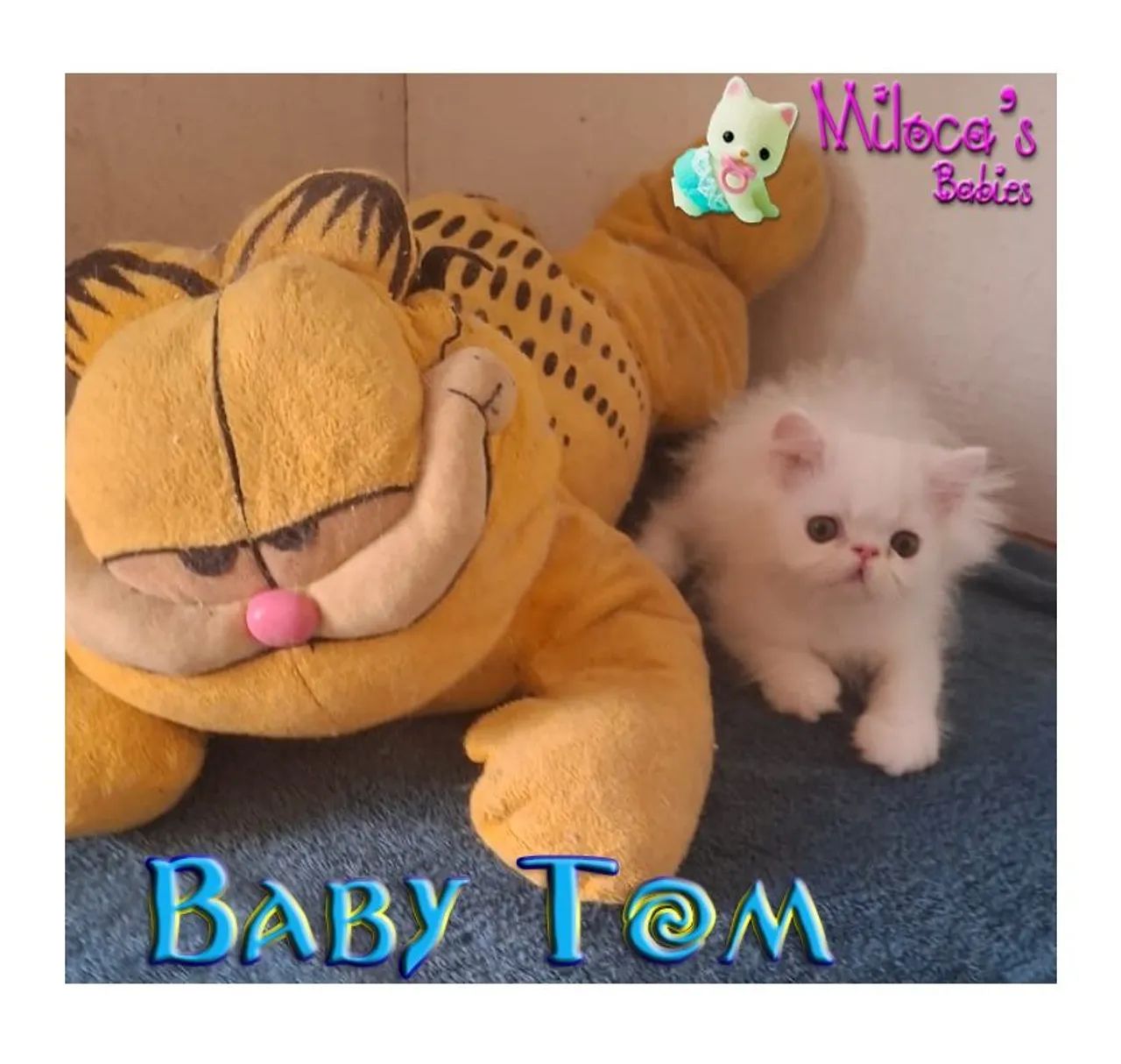 Gatinho Persa - Baby Tom Topshow macho com 2 meses  - Foto 4