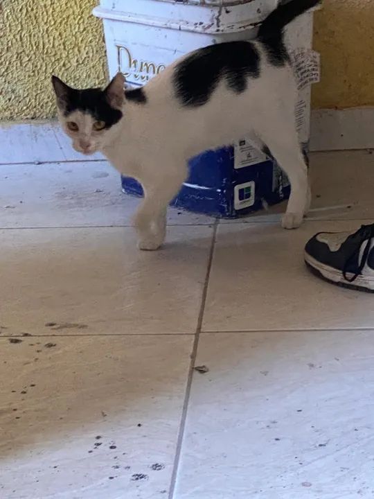 Doação responsável.  - Foto 6