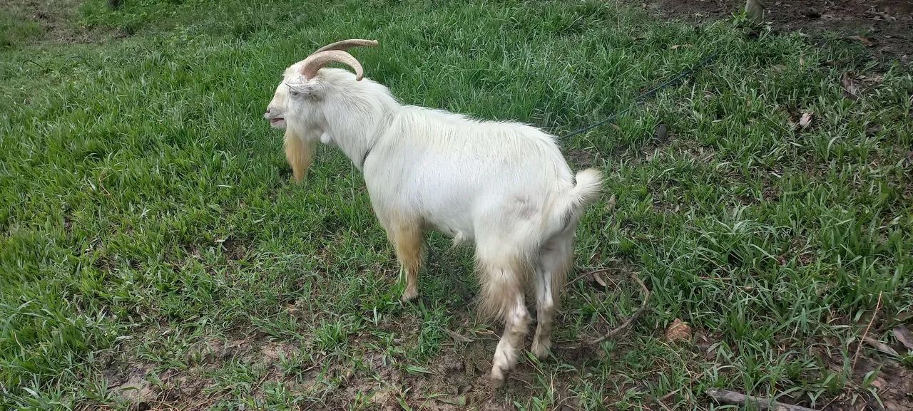 Bode sane 800 - Foto 2