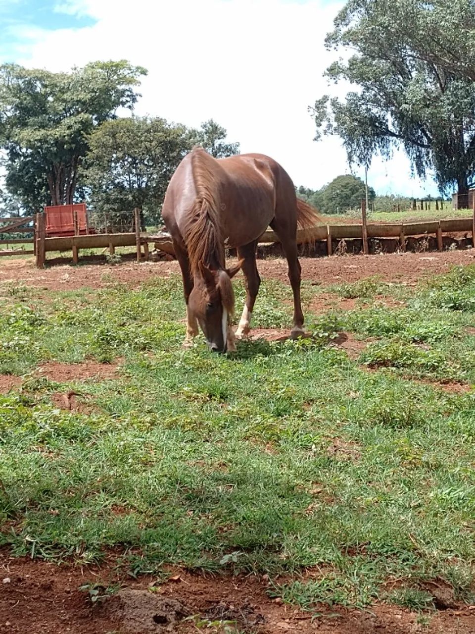 Égua manga larga paulista - Foto 2