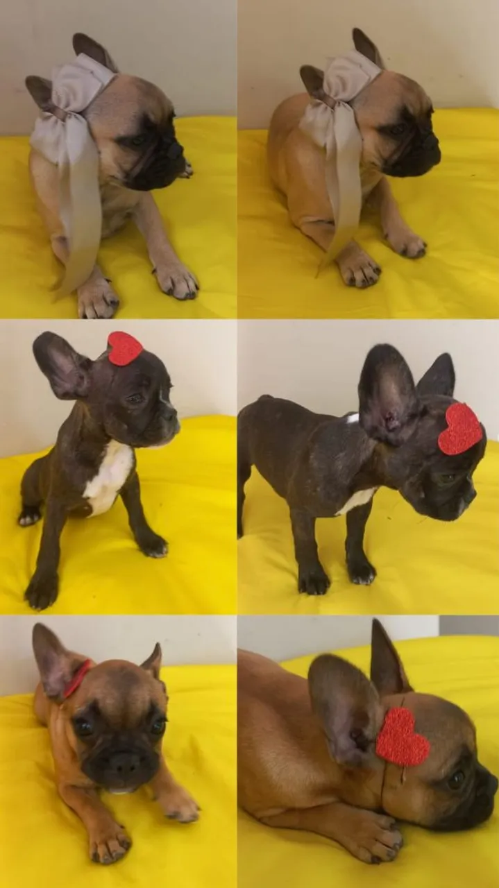 Filhotes de Bulldog Francês Lindos e Fofos!