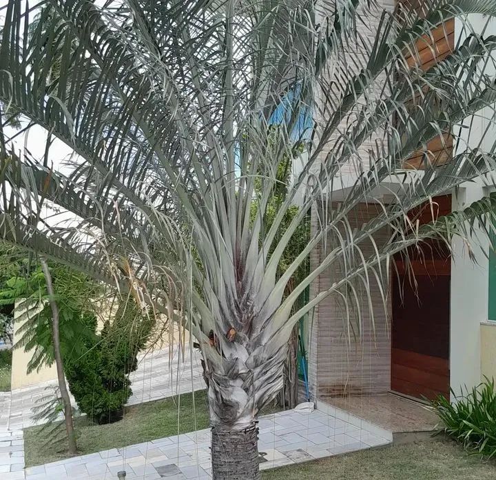 Palmeira Triangular para Jardim - Charme e Elegância - Foto 2