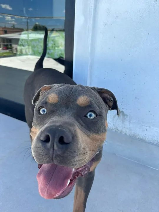 American Bully com 7 meses, macho - Foto 3