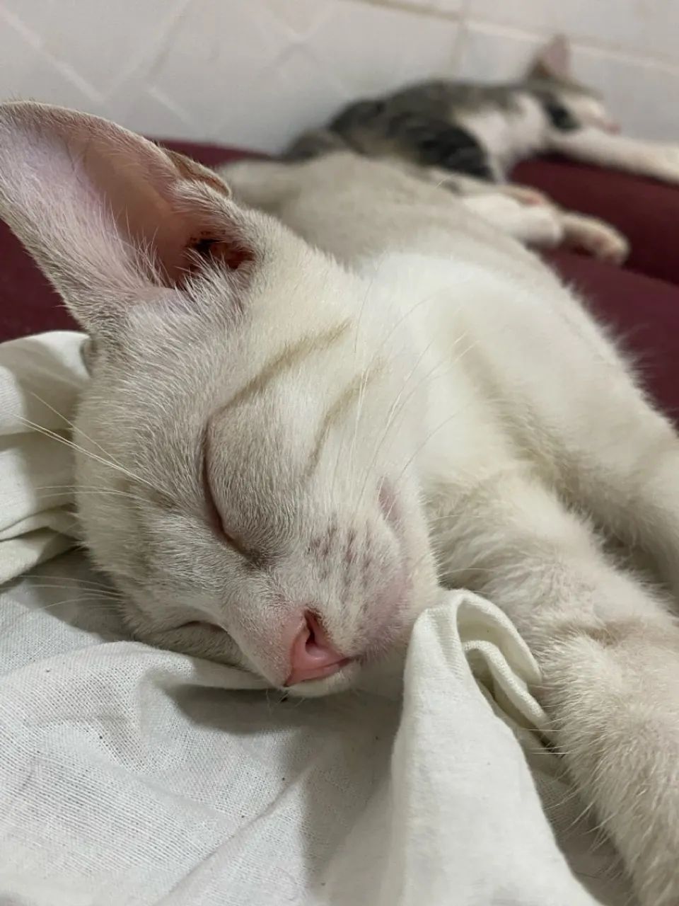 Gatinhos para adoção! - Foto 2