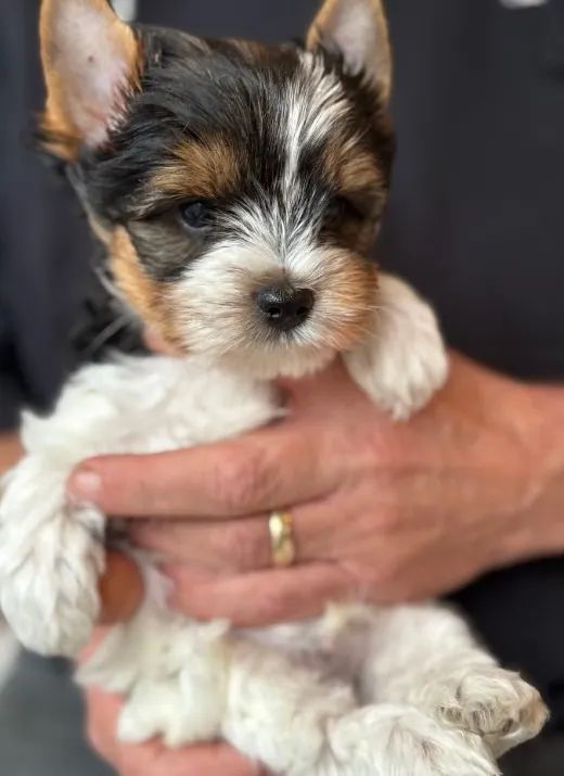 Biewer Terrier legítimo, saudável e com garantia: só aqui!