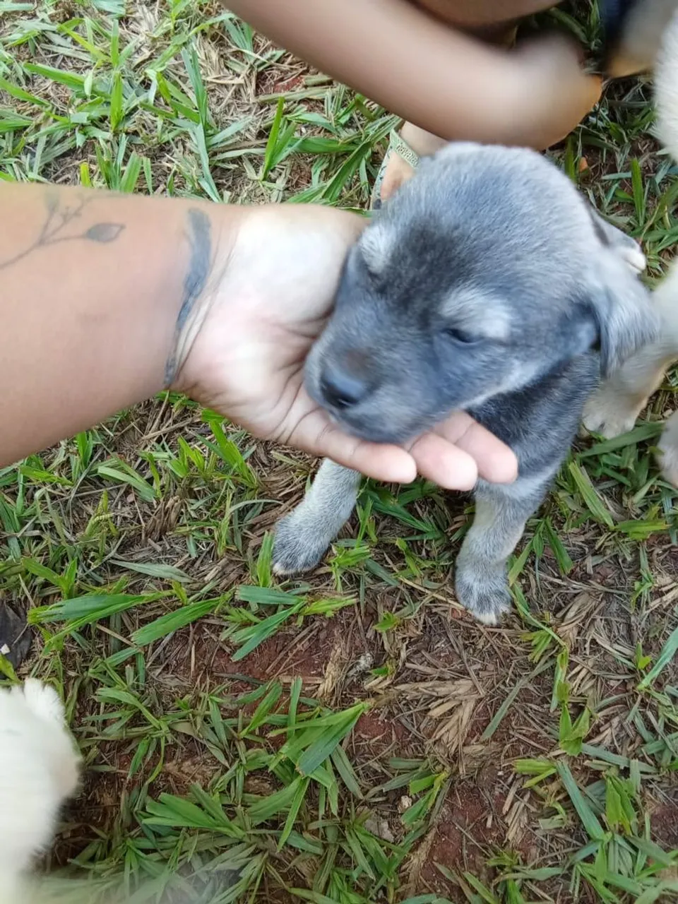 Filhotes de kintamani com husky siberiano