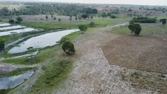 fazenda com 40 hectares em Monte Alegre - Foto 4