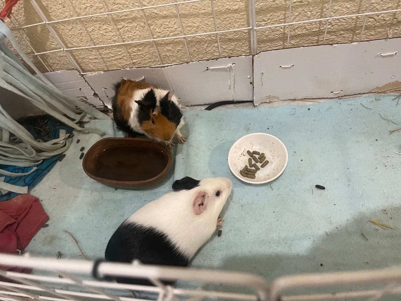 Porquinho da india - Foto 2