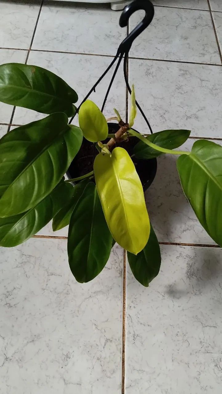 Plantas diversas - Foto 2