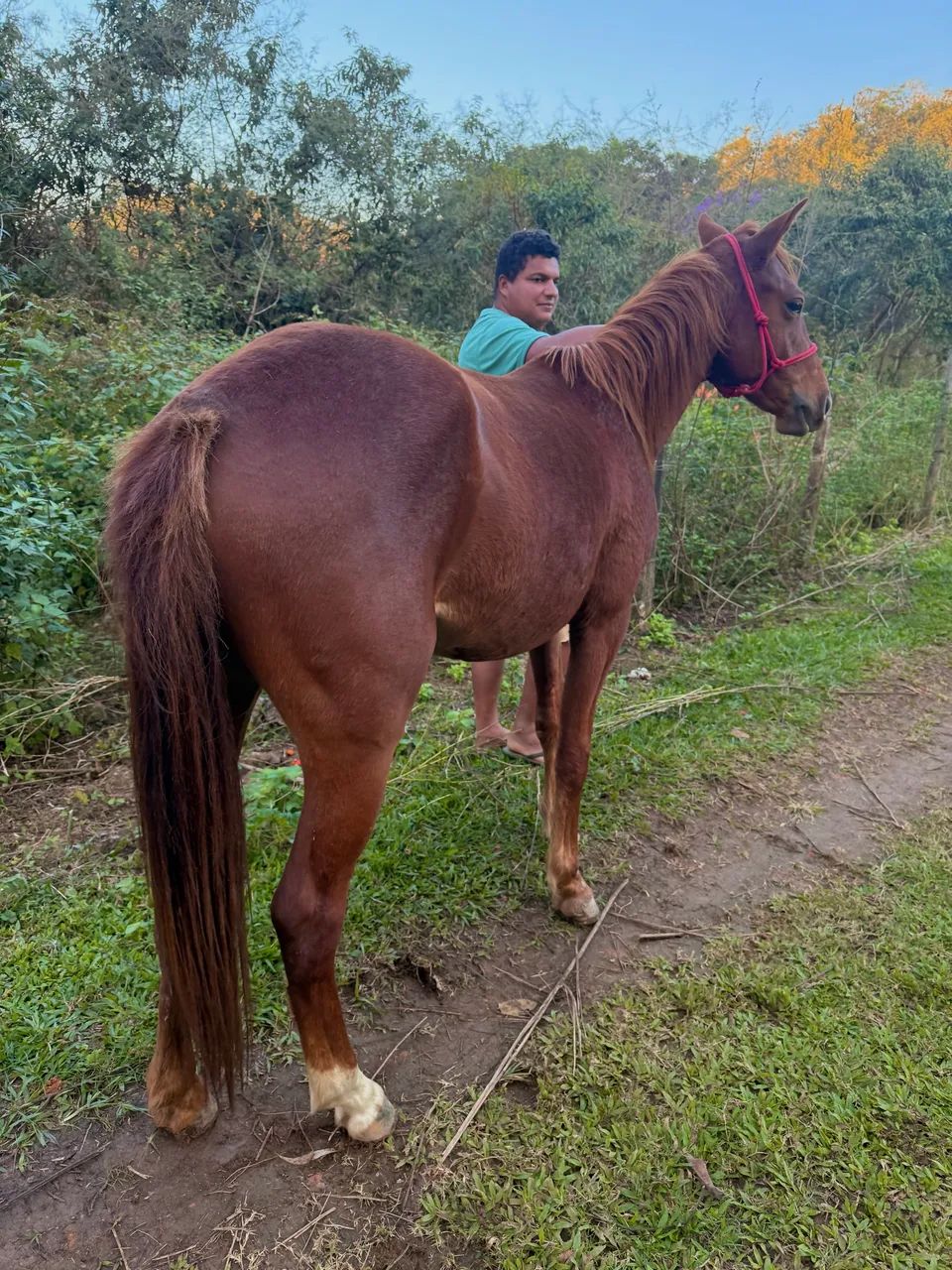 Potra QM sem papel  - Foto 2