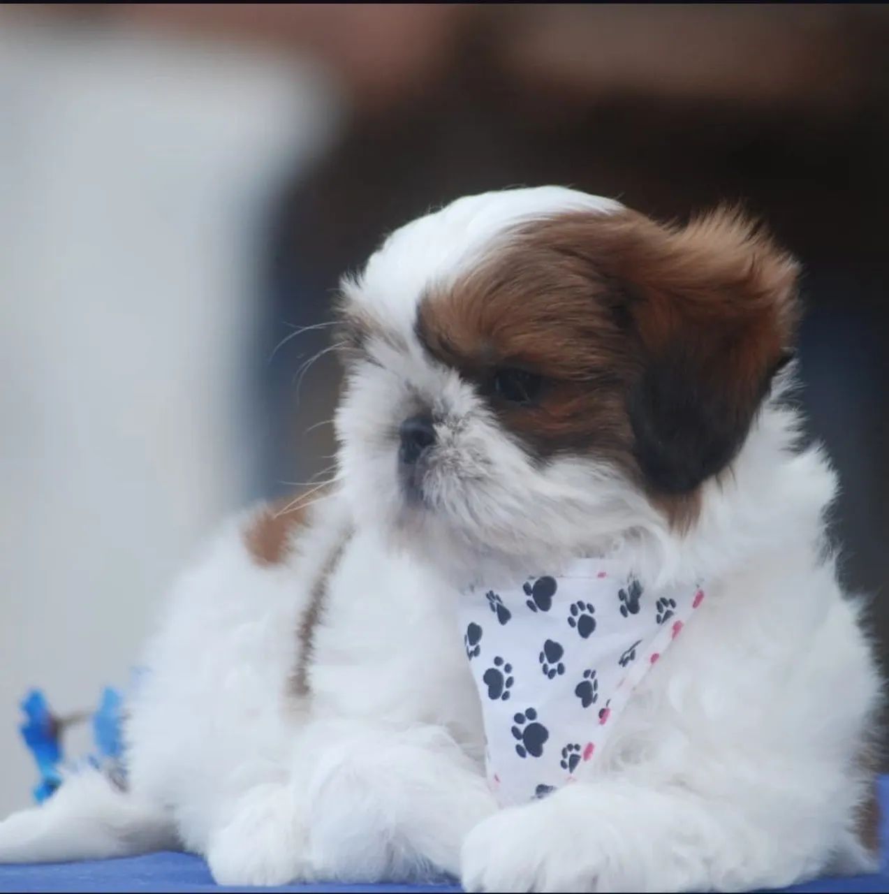 Shih Tzu filhote  - Foto 4