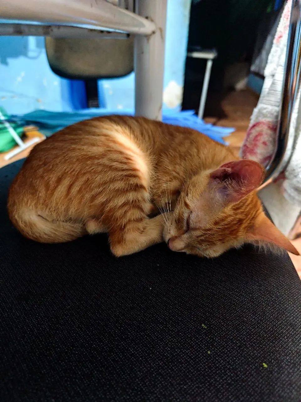 Gatinha fofa para adoção - Foto 3