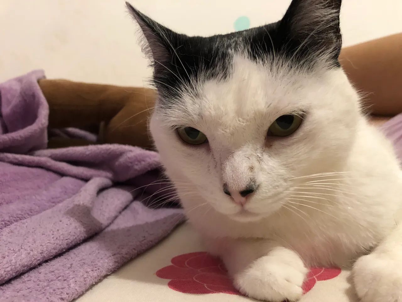 Gatinha fêmea para adoção  - Foto 5