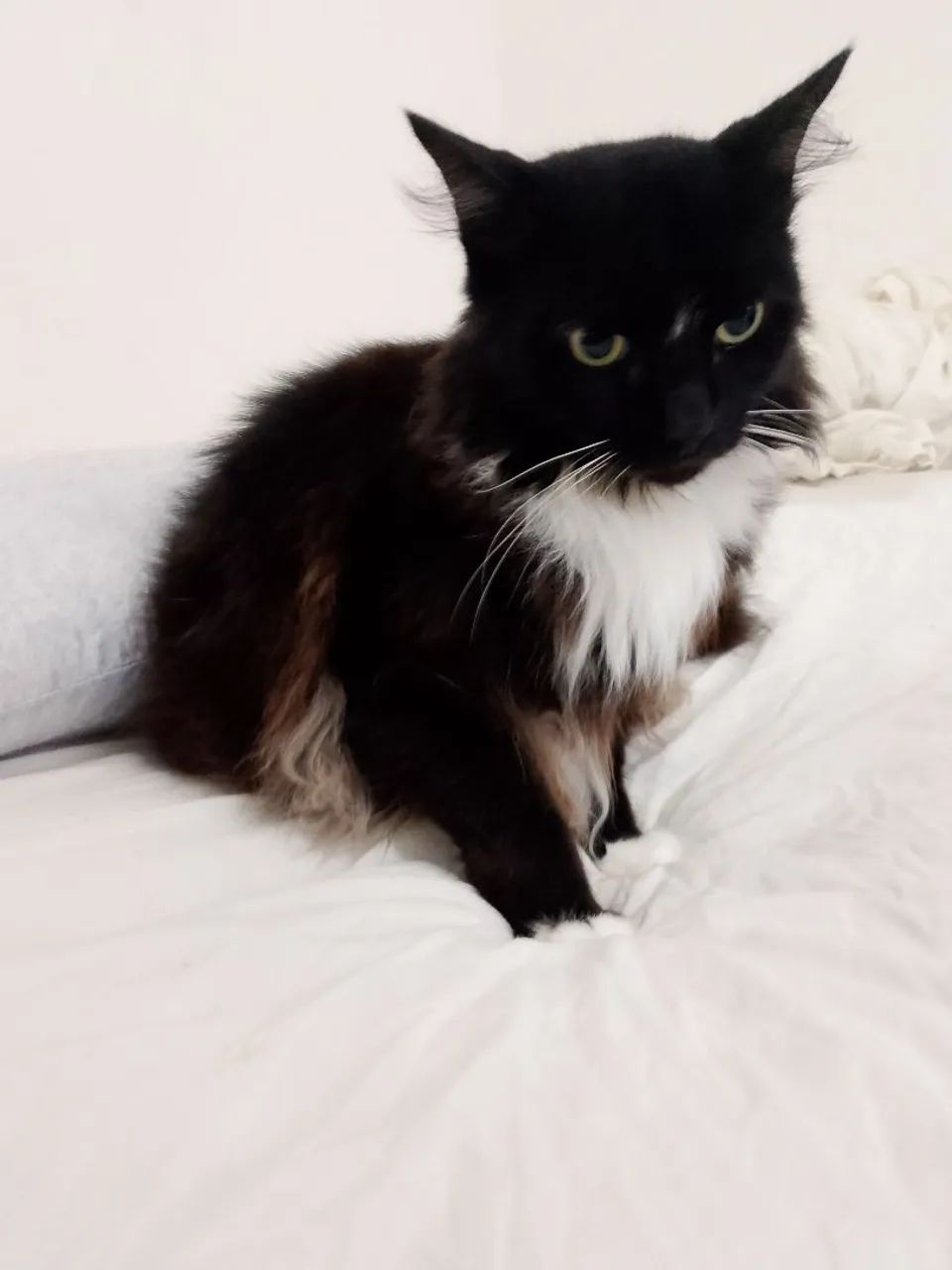 Doação, gato macho castrado  - Foto 6