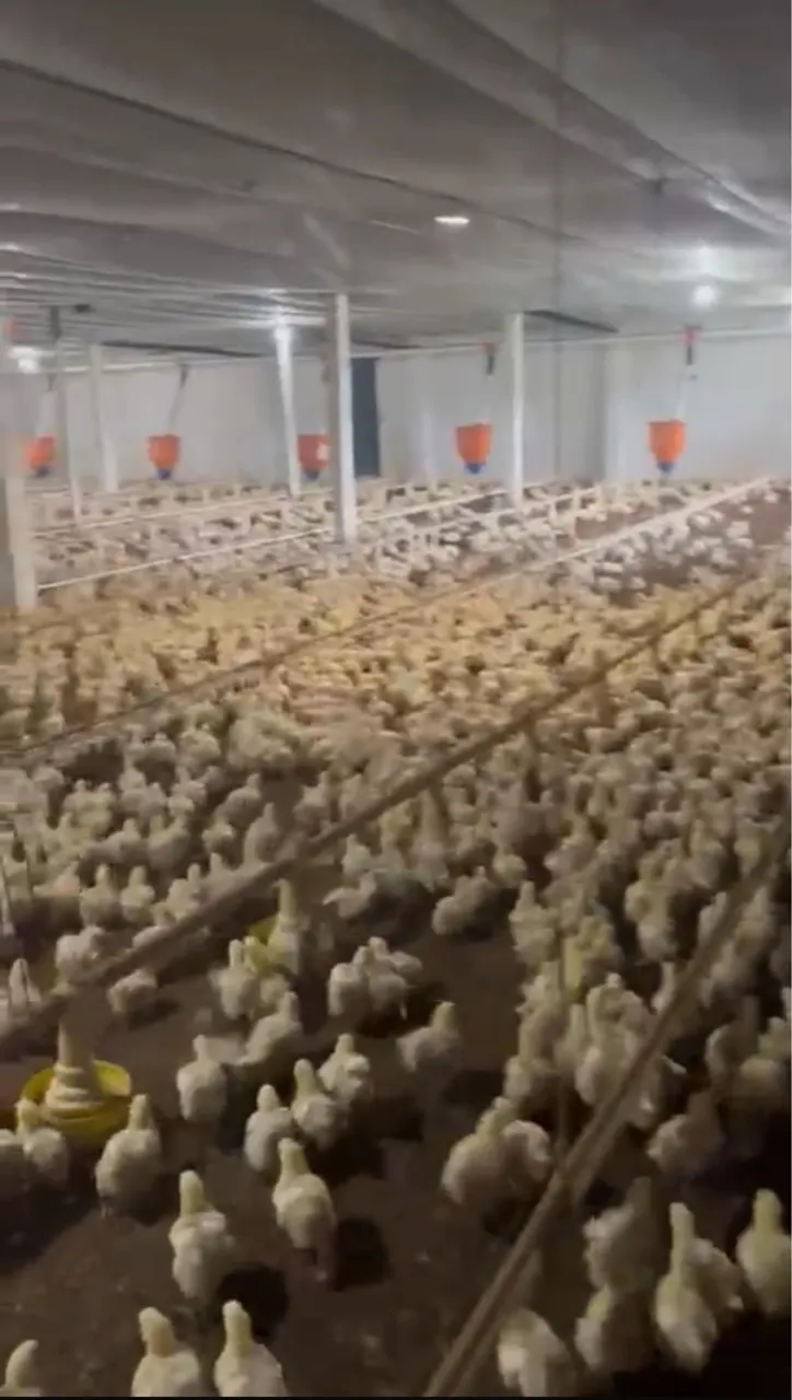 Vendo Granja em São João da Ponta-Pa