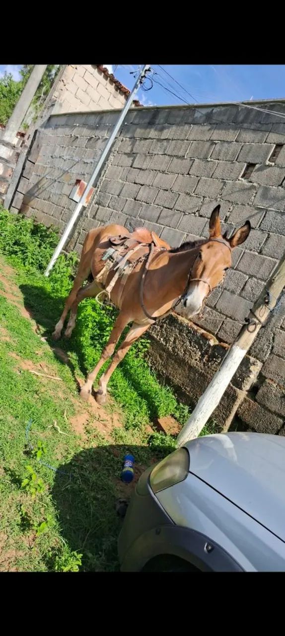 Burro de cela e carroça  - Foto 2