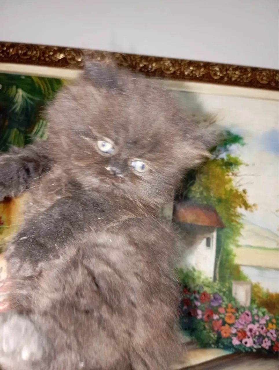 Filhotes de persa!  - Foto 4