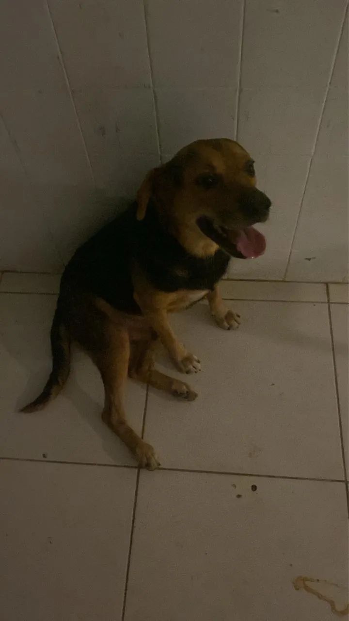 Cão mistura de raça srd com bigo  - Foto 4