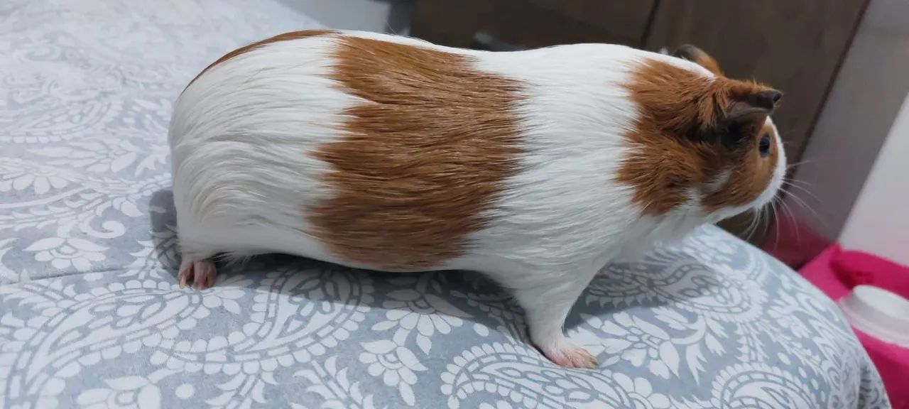 Doa-se porquinho-da-india fêmea  - Foto 3