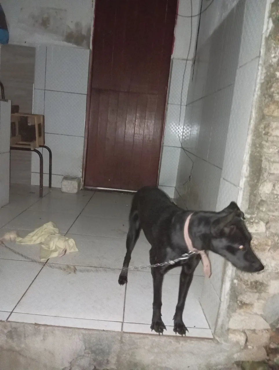Cão preto para adoção