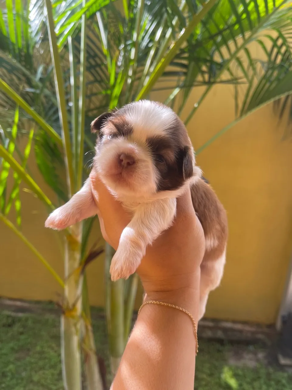 Filhotinhos de Shih Tzu venda