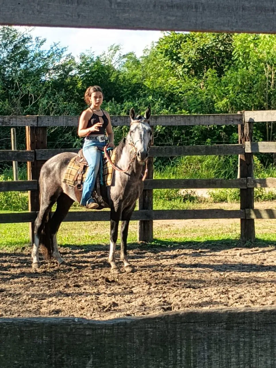 Cavalo