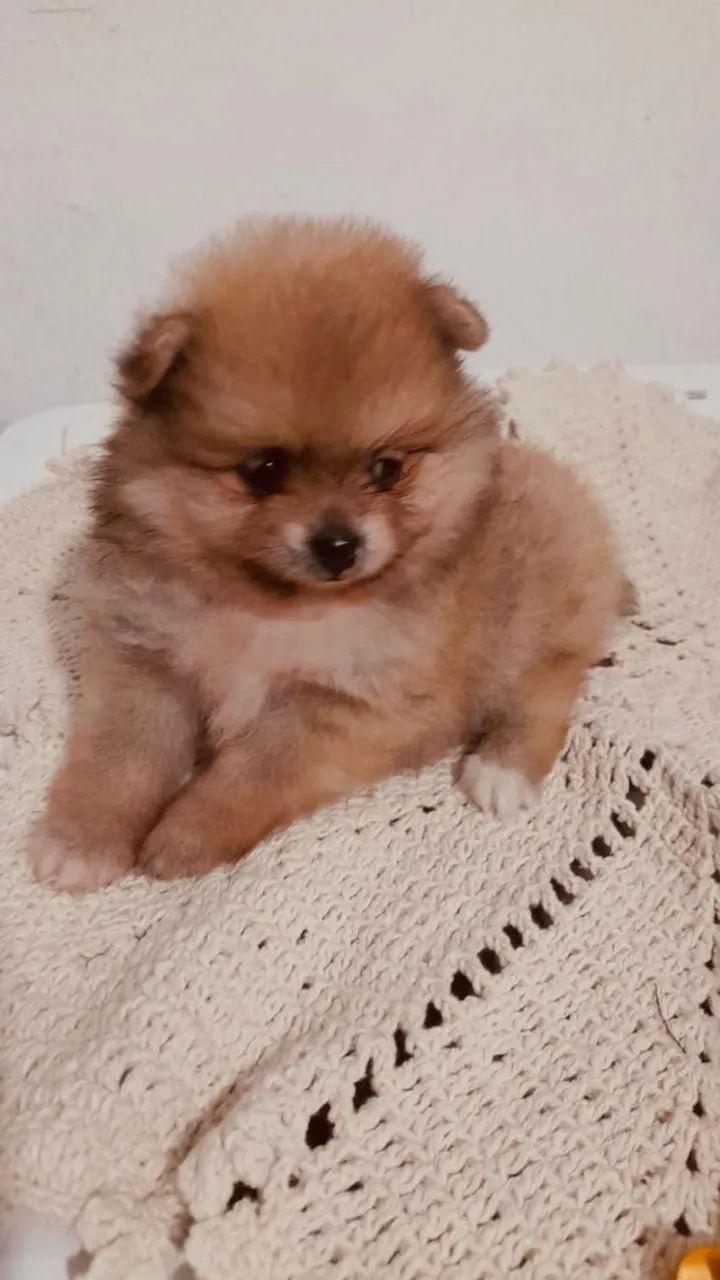 Spitz alemão  lindo 