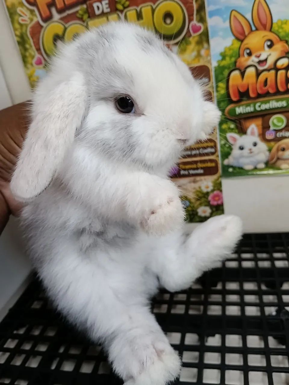 Mini Coelho Variadas Raças e Valores  - Foto 4