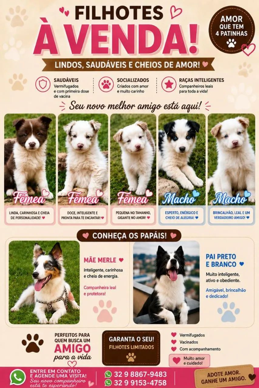 Border Collie 
