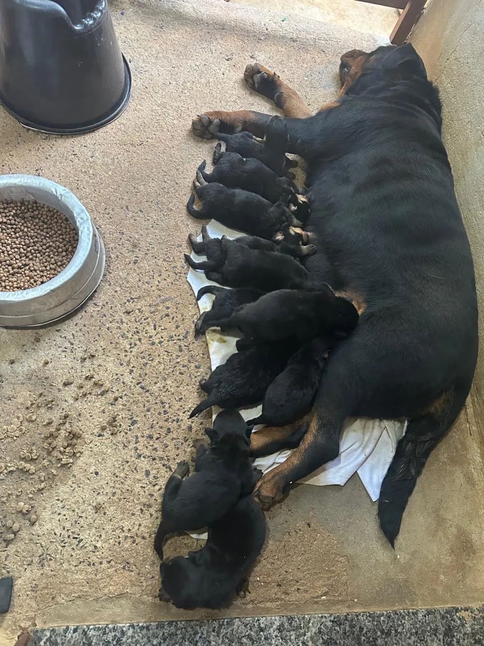 Rottweiler  - Foto 4