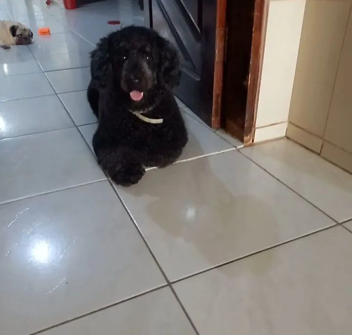 Hotelzinho Pet - Foto 4