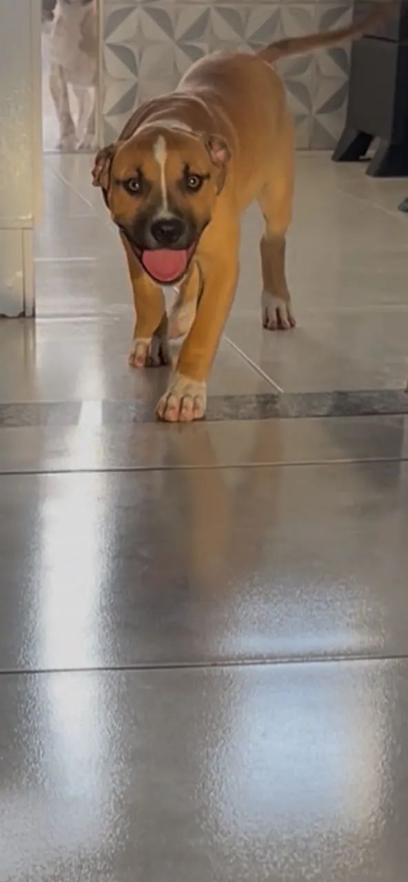 PIT MONSTER 