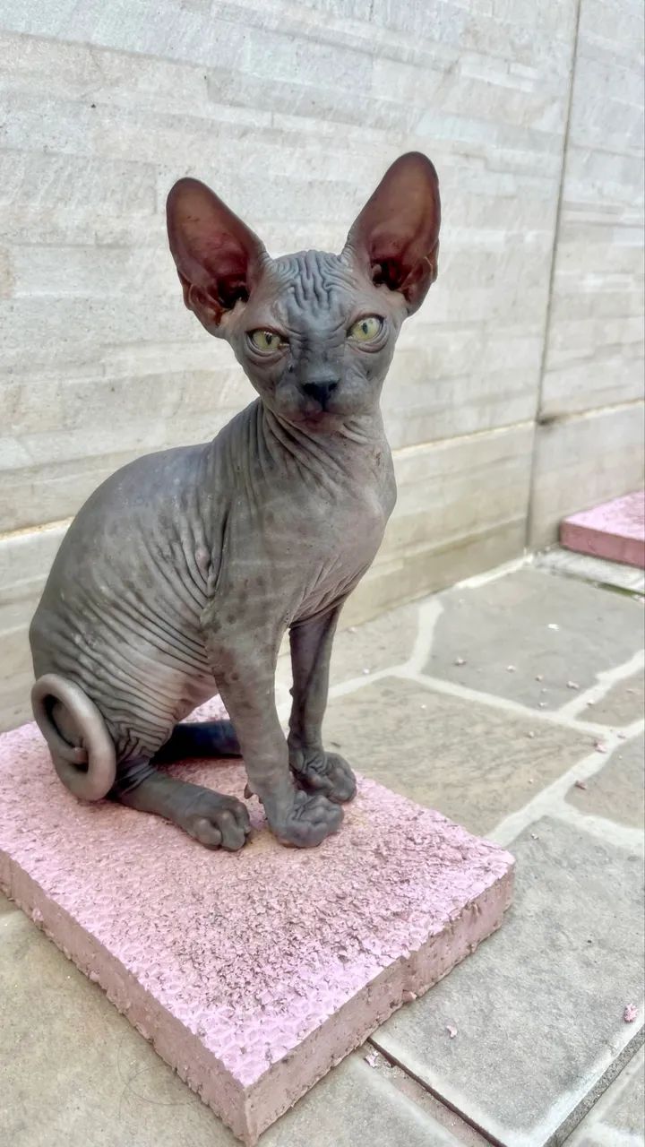 Fêmea Sphynx não Castrada 3M