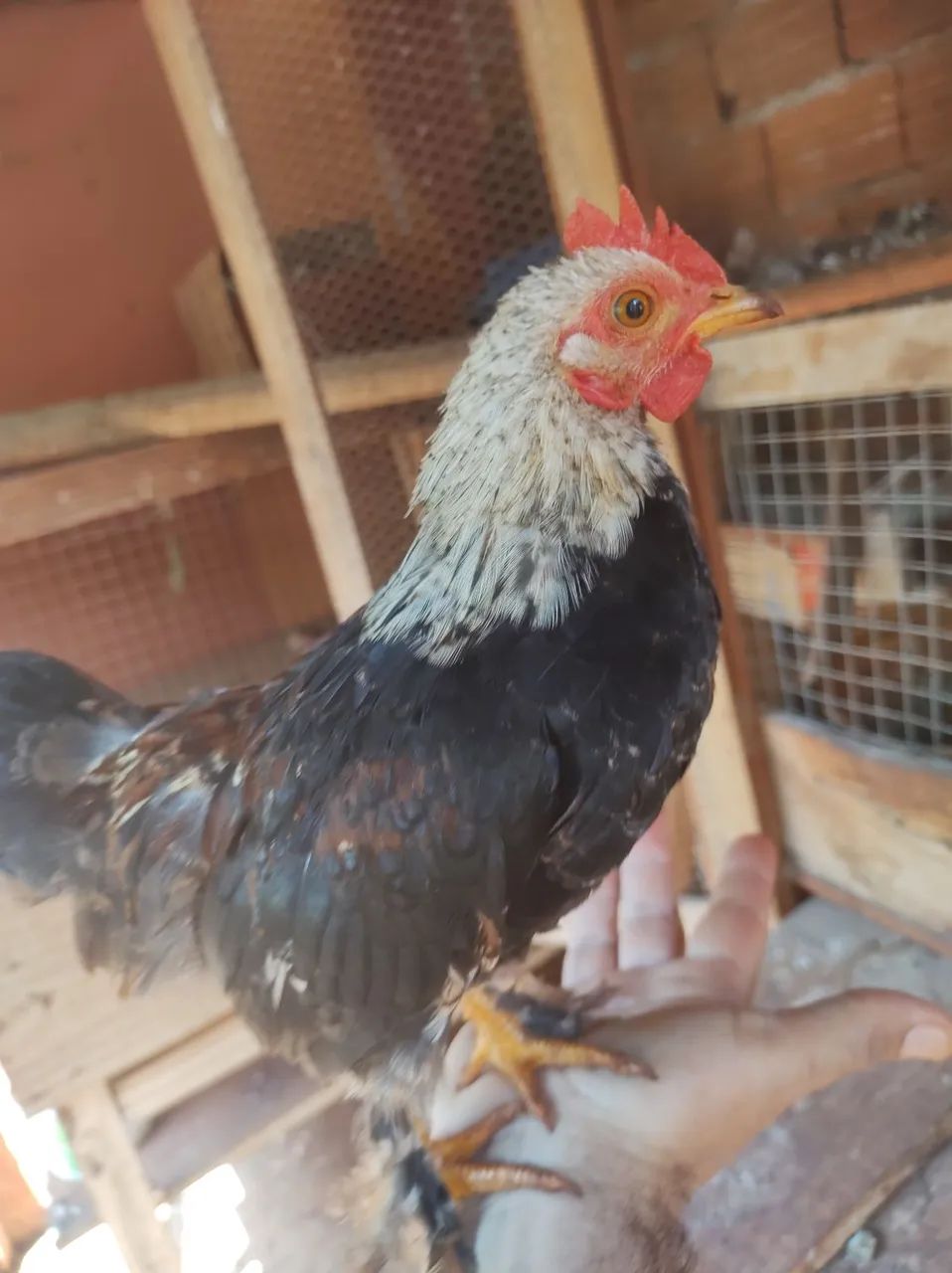 Mini garnize/ frango garnisé  - Foto 4