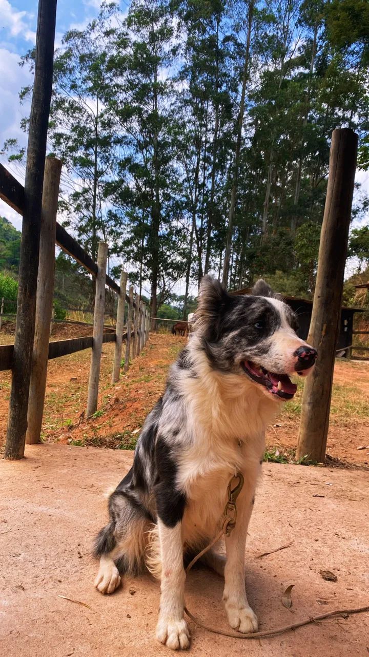 Filhotes de borde collie  - Foto 3