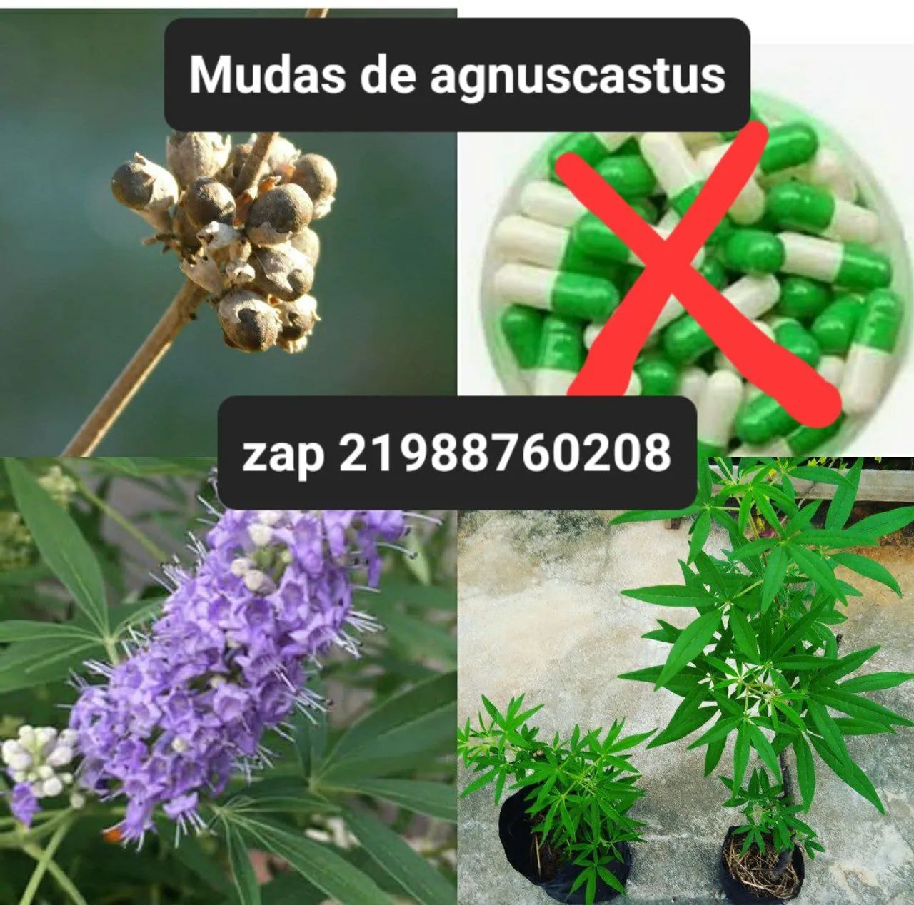 Mudas de Vitex Agnus Castus - Foto 3