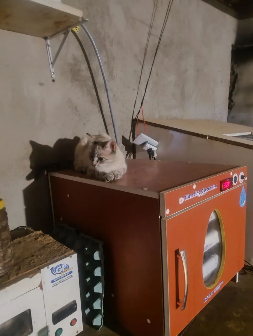 Lindos gatinhos precisando de uma moradia. - Foto 6