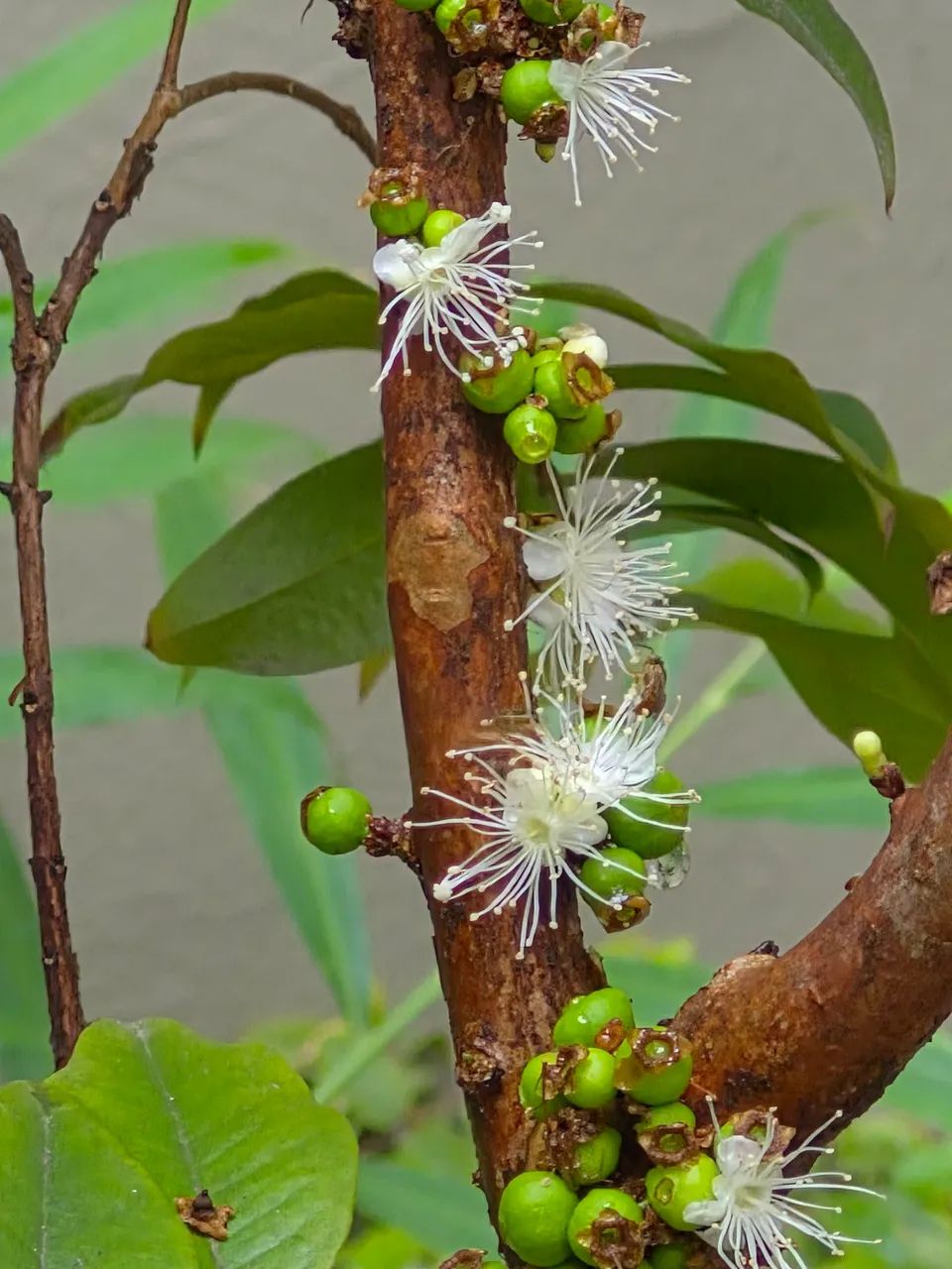 Jabuticaba 