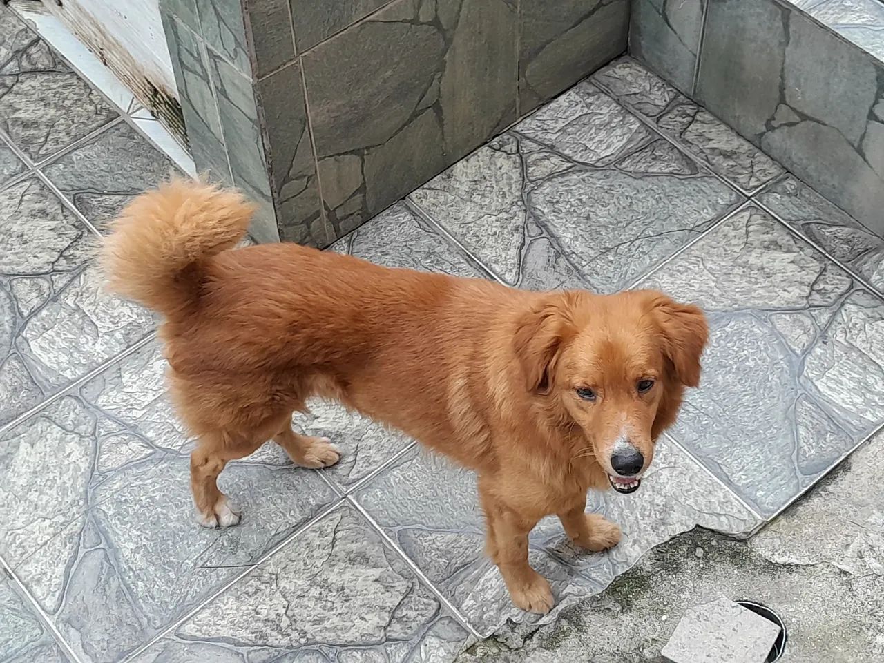 Adoção responsável  - Foto 2