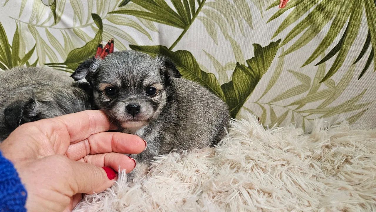 Chihuauha  - Foto 4