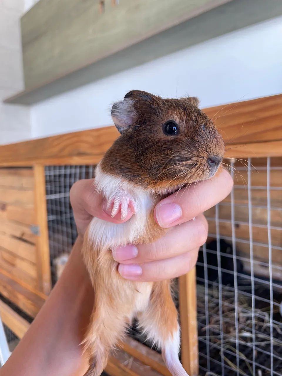 Filhotes de porquinho da índia  - Foto 4
