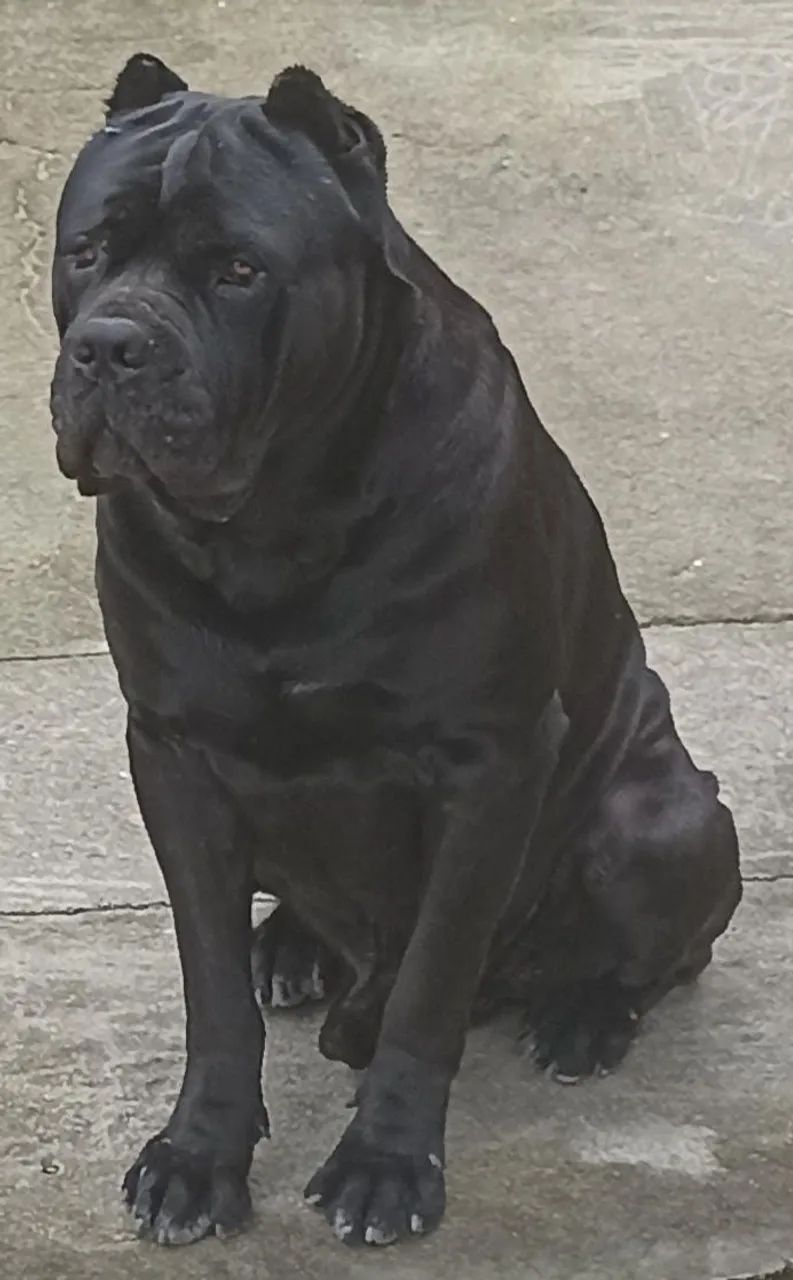 Filhotes de CANE CORSO - Foto 2