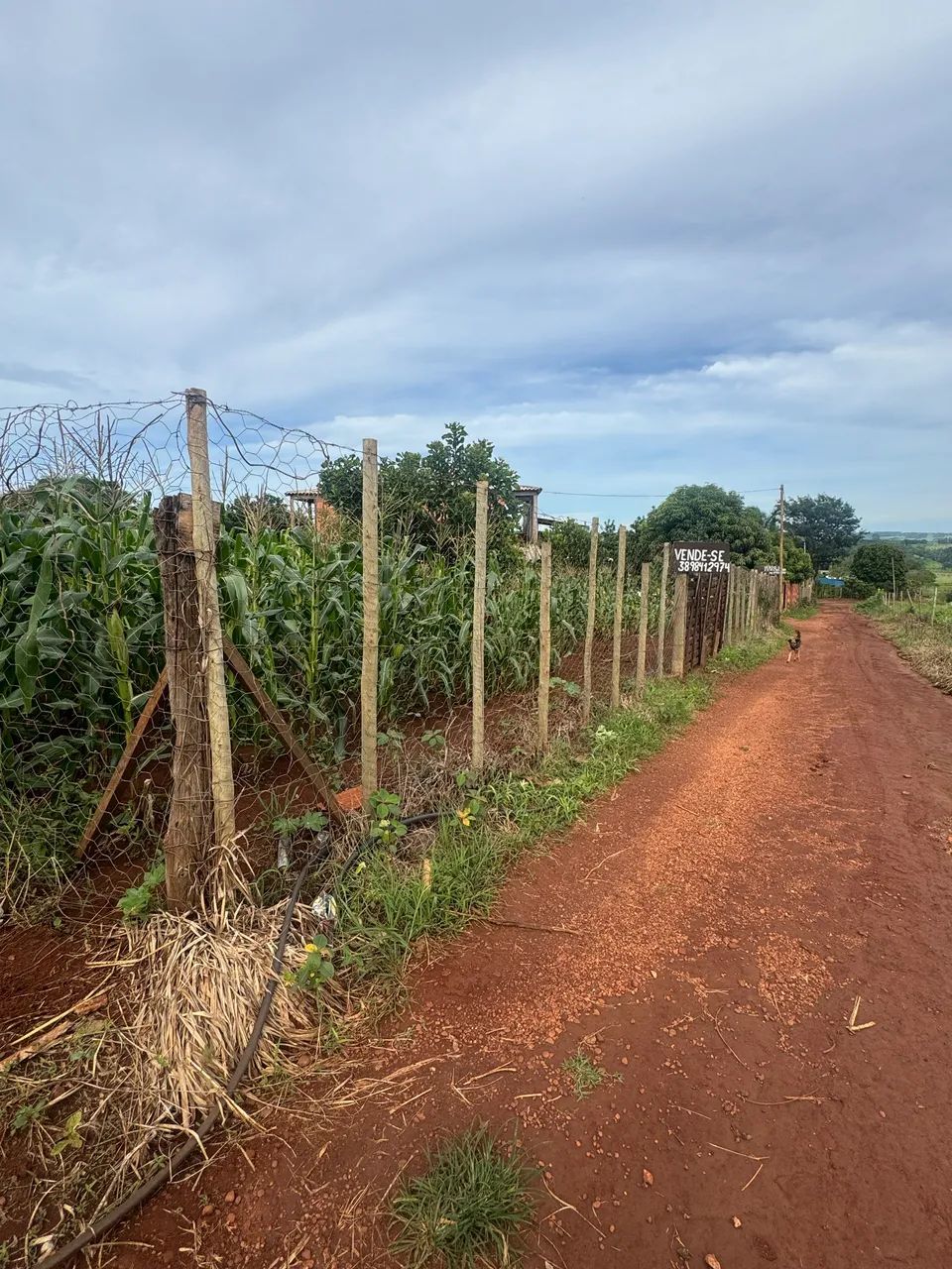 Foto - Uberlândia - Custódio Pereira