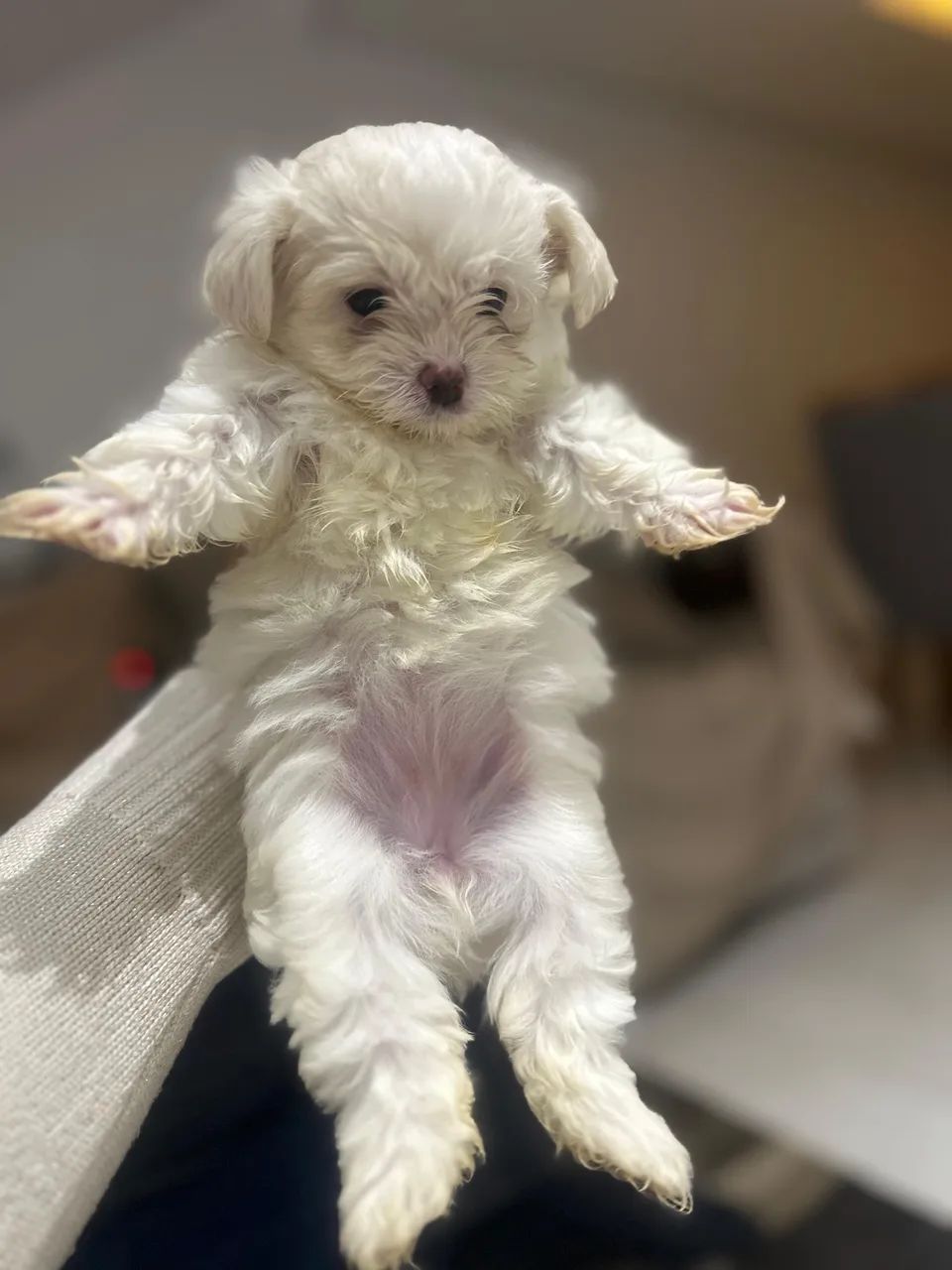 Maltês micro a venda  - Foto 4