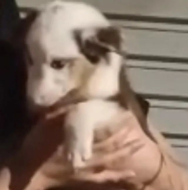 Border collie filhote atento e obedientes 